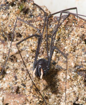 Media type: image; Invertebrate Zoology 129512